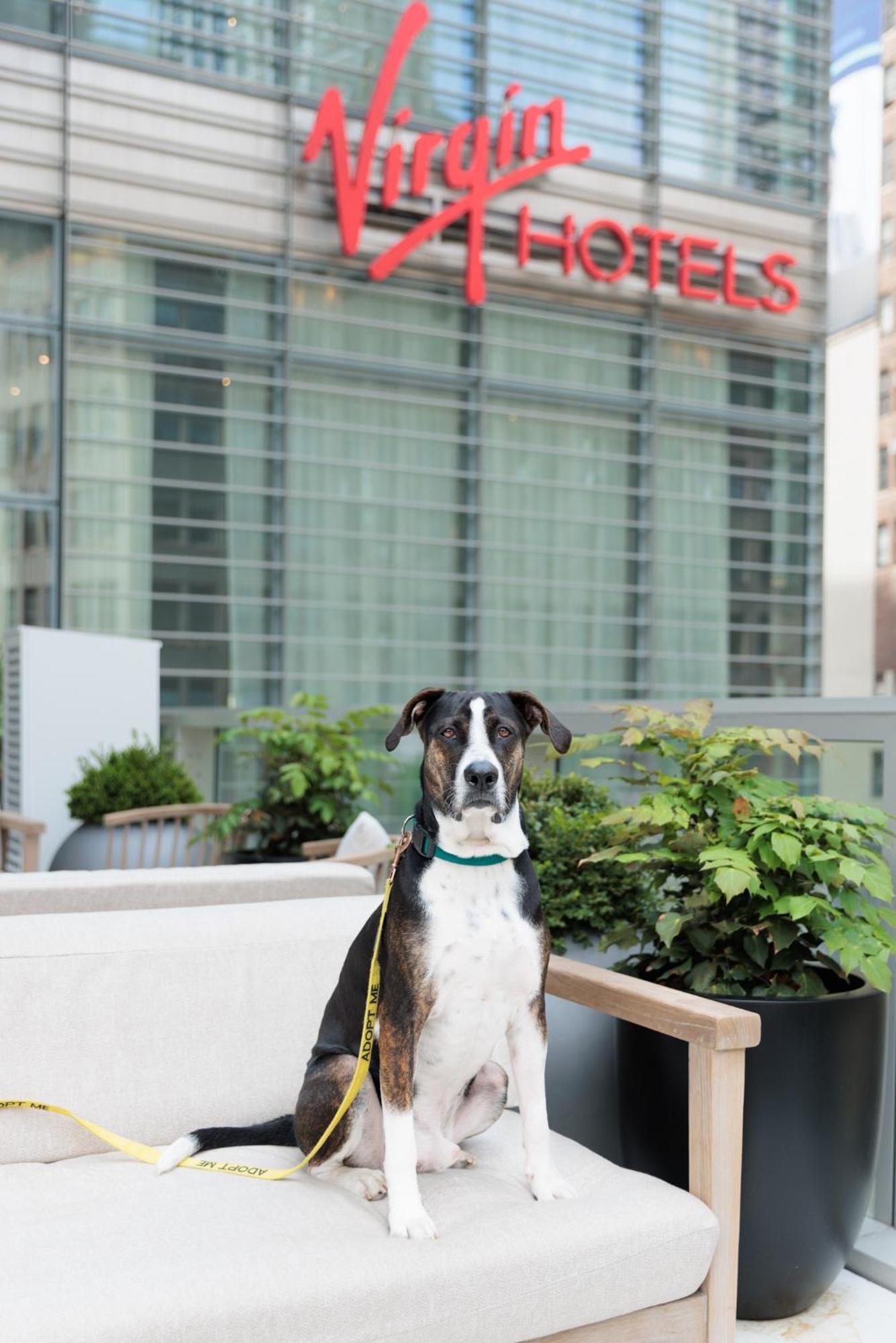 Virgin Nova York