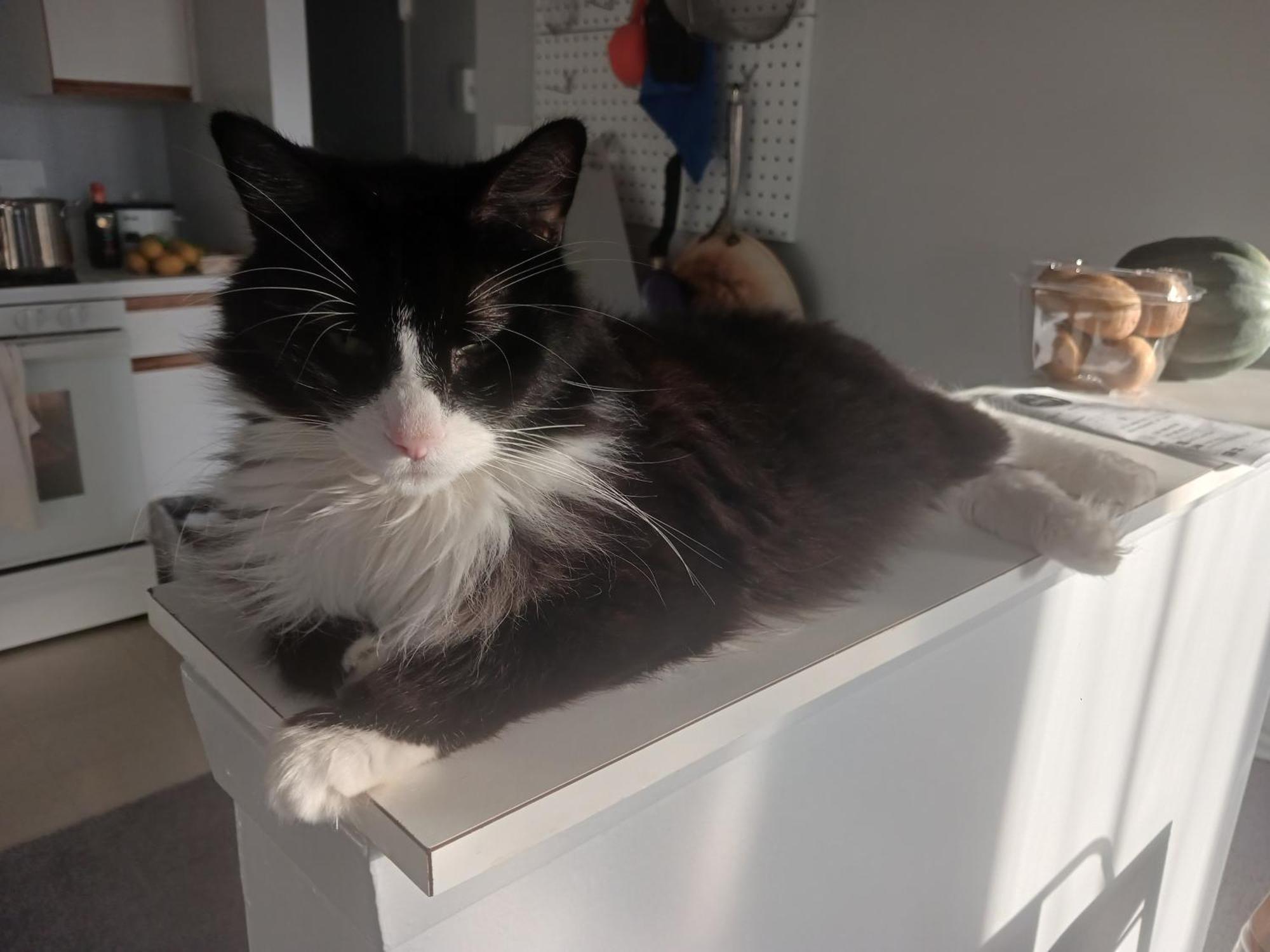 Homestay Comfy Cat Lover's In Fresh Meadows *
